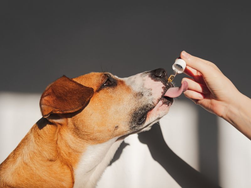 are essential oils safe for pets